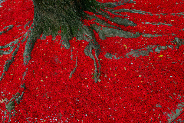 τις ρίζες δέντρων, που καλύπτεται με κόκκινα φύλλα - Φωτογραφία, εικόνα