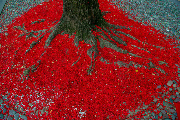 racines d'arbre recouvertes de feuilles rouges
 - Photo, image