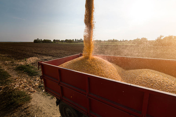 verser le grain de maïs dans la remorque du tracteur après récolte - Photo, image