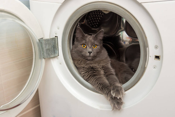 El gato doméstico se sienta en la lavadora - Foto, imagen