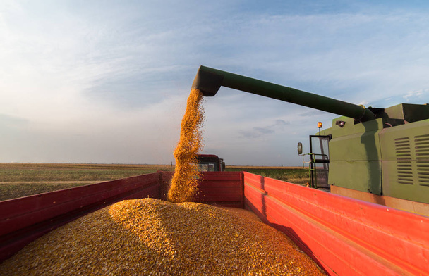 verter grano de maíz en el remolque tractor después de la cosecha - Foto, imagen