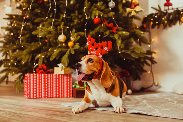 σκυλί κάτω από το χριστουγεννιάτικο δέντρο στο σπίτι - Φωτογραφία, εικόνα