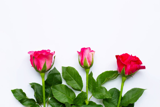 Rose  on white background. - Фото, изображение