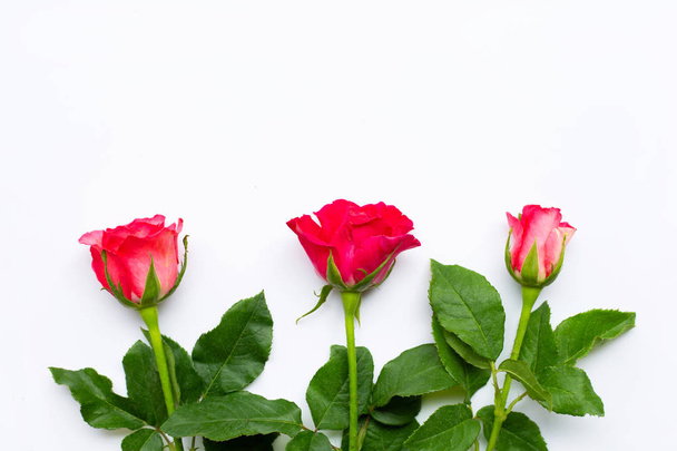 Flores rosas sobre fondo blanco. Copiar espacio
 - Foto, Imagen