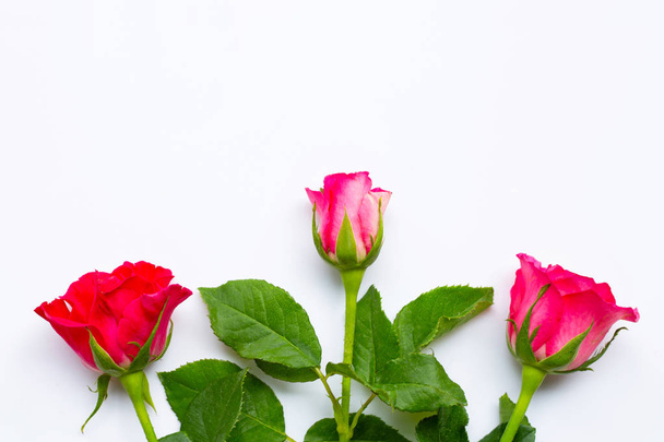 Rose flowers on white background.  - Photo, image