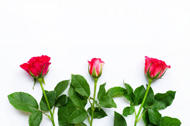 Rose flowers on white background. Copy space - 写真・画像