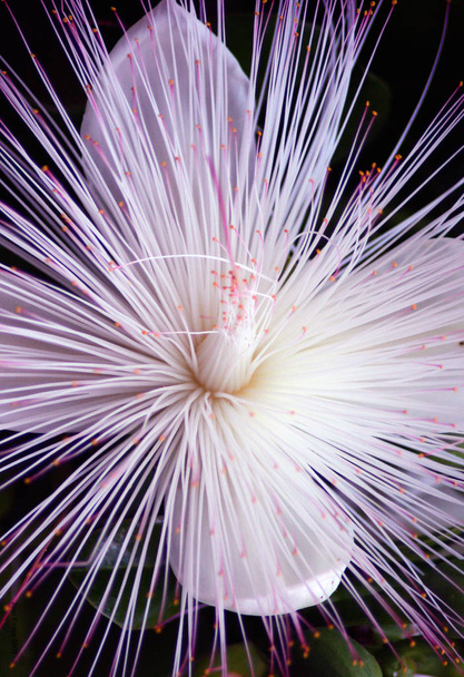 Flor Barringtonia también conocida como árbol venenoso de pescado, putat o árbol venenoso de mar. Barringtonia es un árbol muy extendido en las zonas costeras de la India, África, Asia, Melanesia y las Indias Occidentales
 - Foto, imagen