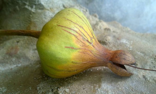 Barringtonia fruta de cerca - ver. Barringtonia es un árbol muy extendido en las zonas costeras de la India, África, Asia, Melanesia y las Indias Occidentales
 - Foto, imagen