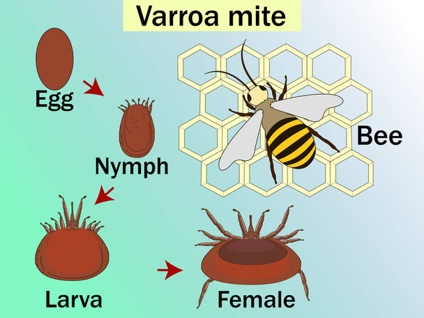 Varroa destructeur est un acarien parasite externe qui attaque les abeilles mellifères, cycle. Diagramme de biologie de l'éducation médicale. Tableau de bord avant pour l'enseignement médical de base
 - Vecteur, image
