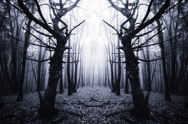 děsivé staré stromy v temném lese - Fotografie, Obrázek