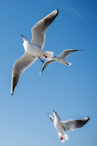 Γλάροι πετούν στον ουρανό πάνω από τα νερά της θάλασσας - Φωτογραφία, εικόνα