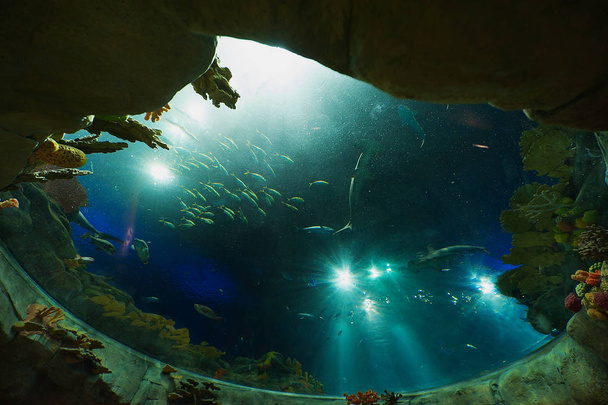 香港, 中国 - 2012 年 9 月 14 日: サメや香港海洋公園で巨大な水槽の中の魚. - 写真・画像
