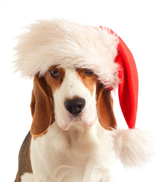 Beagle in red hat - Foto, Bild