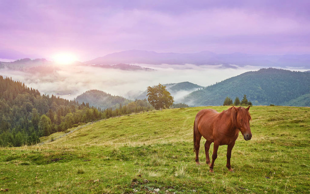 Horses in mountain valley. Beautiful natural landscape - Photo, Image