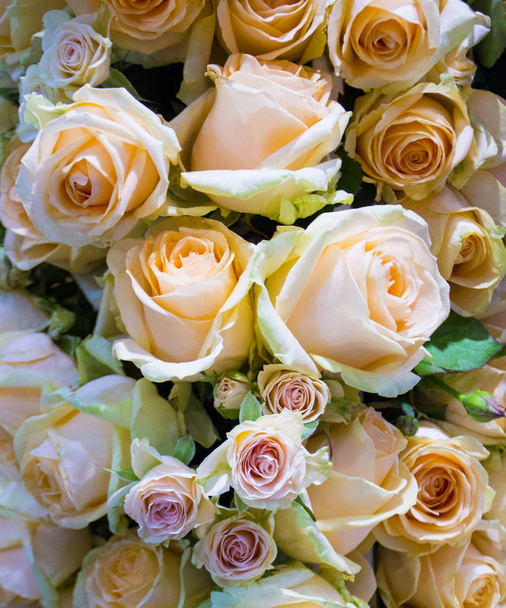 floral background of peach roses - Photo, Image
