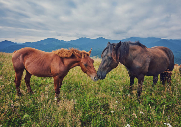 herd of horses is grazed against mountains - Photo, Image
