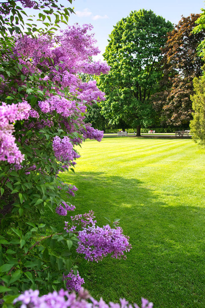 liliowy drzewa przeciw słoneczny, wiosenny park krajobraz - Zdjęcie, obraz