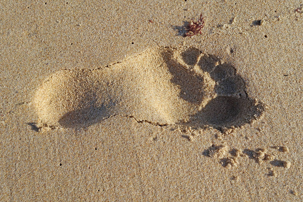 Одинокий след в песке на пляже
 - Фото, изображение