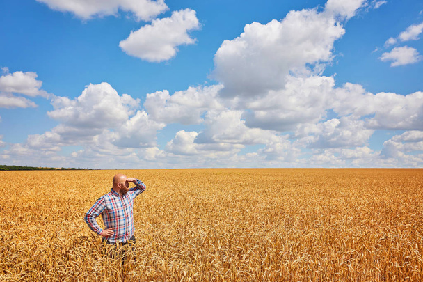 Фермер стоїть на пшеничному полі, дивлячись на врожай
 - Фото, зображення