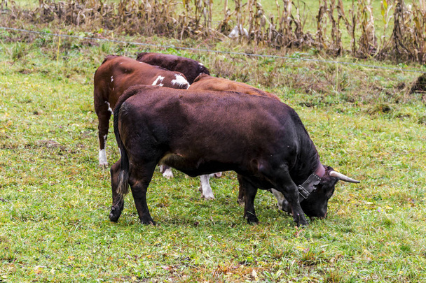 Vacas en prado alpino cerca de Monte Rosa durante el otoño
 - Foto, imagen
