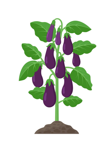Eggplant plant with ripe fruits growing in the ground vector illustration isolated on white background. - Vector, Image