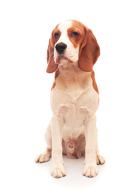 Beagle puppy - Zdjęcie, obraz