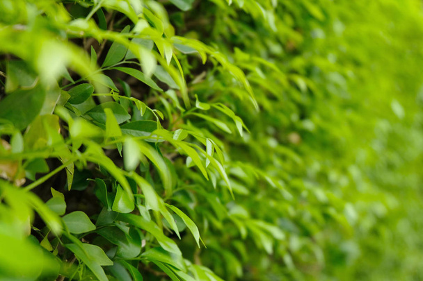 Green leaves background ,soft focus - Foto, Imagen
