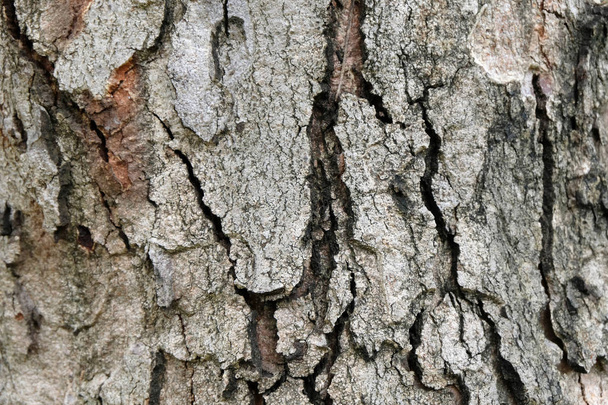 bark of tree texture , soft focus - Foto, afbeelding