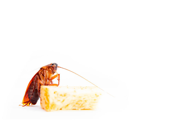 gérmenes diseminados, cucaracha marrón comiendo un pedazo de pan
 - Foto, imagen