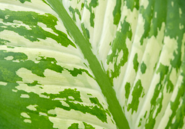 Зеленые листья фона, мягкий фокус
 - Фото, изображение