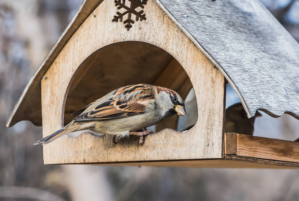 Un paio di passeri grigi e marroni mangiano in una vecchia casa di mangiatoie per uccelli e scoiattoli gialli in compensato nel parco.
 - Foto, immagini