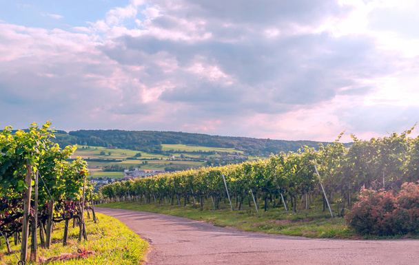 Vineyards in Stein an Rhein in switzerland on a sunny day. - Photo, Image
