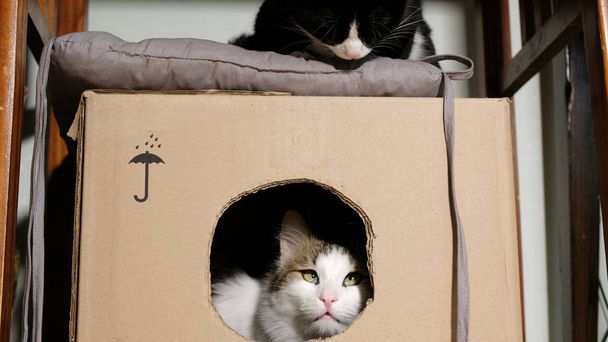 Kara kedi ak kedi karton kutu snuffing korkutuyor - Fotoğraf, Görsel