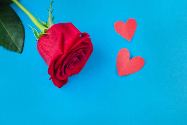red rose on blue background with heart.background for the eighth of March and Valentines day - Photo, image