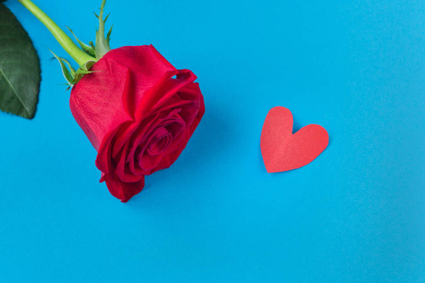 red rose on blue background with heart.background for the eighth of March and Valentines day - Fotografie, Obrázek