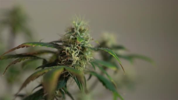 Lékařské marihuany detail pupenů. Grownim cannabis indoor. Hareves - Záběry, video