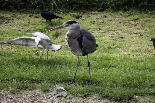 Heron v přírodním parku, ptáci v nebezpečí vyhynutí, zvířata - Fotografie, Obrázek