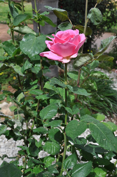 Το όμορφο ροζ λουλούδι στον κήπο - Φωτογραφία, εικόνα