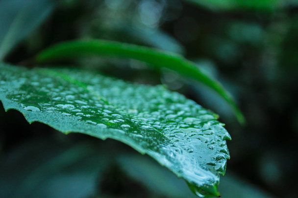 lähikuva vihreästä lehdestä, joka on peitetty vesipisaroilla sademetsässä Uuden-Seelannin eteläsaarella
 - Valokuva, kuva