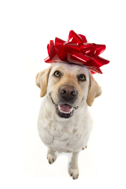 DOG GIFT.  LABRADOR  WITH A BIG RED BOW ON HEAD. PUPPY OR PET PRESENT FOR CHRISTMAS OR BIRTHDAY CONCEPT. ISOLTED SHOT AGAINST WHITE BACKGROUND. - Fotografie, Obrázek