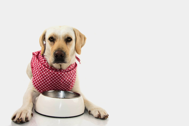 Ο σκύλος τρώει. Πεινασμένοι κουτάβι με άδειο μπολ περιμένοντας την τροφή. Φορώντας ένα κόκκινο καρό φουλάρι. Απομονωμένη Shot Againt λευκό φόντο. - Φωτογραφία, εικόνα