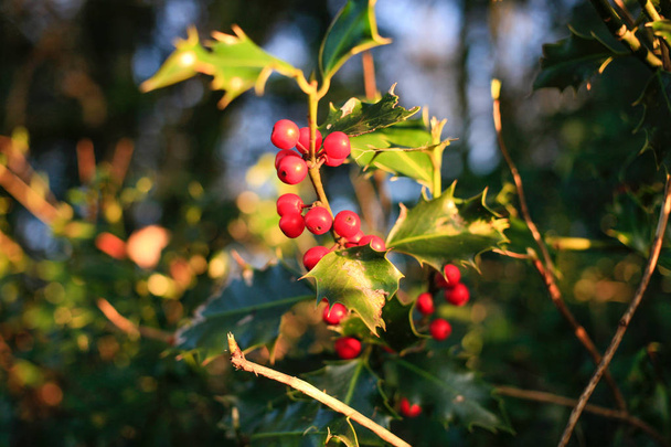 Aquifoliaceae háttér piros bogyók napsütéses napon. Karácsonyi növény - Fotó, kép