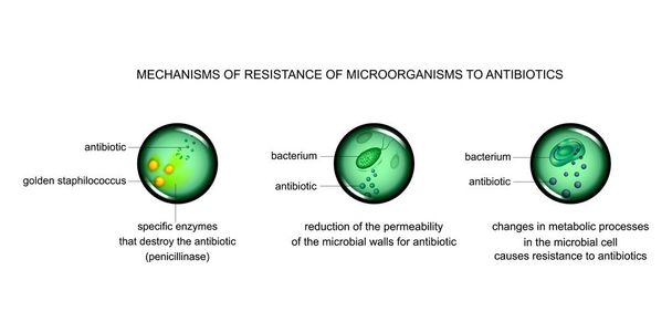 Vektorillustration der Mechanismen der mikrobiellen Zellresistenz gegen Antibiotika - Vektor, Bild
