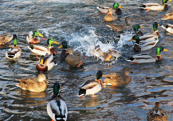 stado wiele kaczki krzyżówki w wodzie - Zdjęcie, obraz