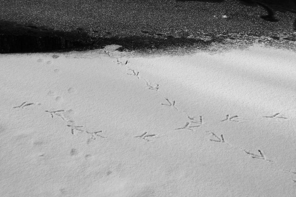 lábnyomok a gémek, a jég hóval fekete-fehér - Fotó, kép