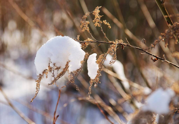 sear woundwort covered with snow - Photo, Image