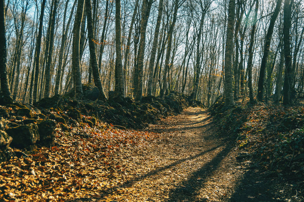 A footpath full of fallen leaves in an autumnal forest - Fotó, kép
