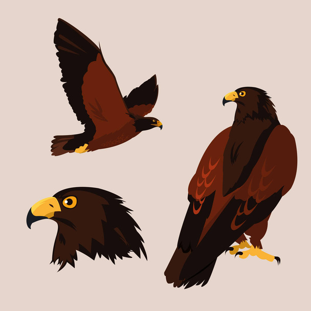 imposing hawks birds with different poses - Vector, Image