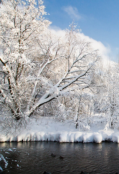 river and trees under snow on winter day - Photo, Image