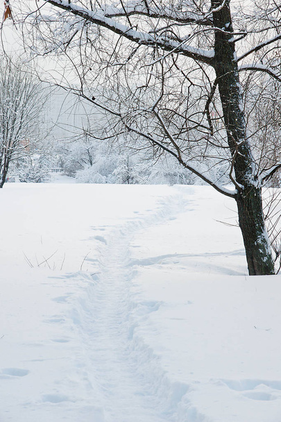 snow covered trees and trail on a winter day - Foto, afbeelding